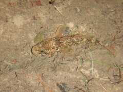 Padogobius nigricans