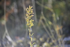 Solidago gillmanii