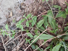 Bothriospermum zeylanicum