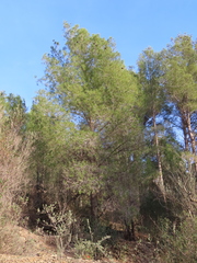 Pinus halepensis
