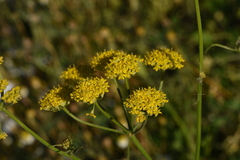 Leiotulus aureus