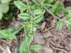 Bothriospermum zeylanicum
