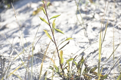Solidago gillmanii