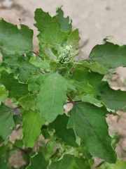 Chenopodium ficifolium