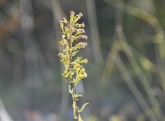Solidago gillmanii