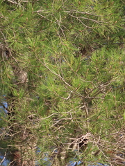 Pinus halepensis