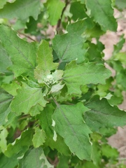 Chenopodium ficifolium