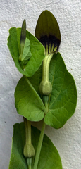 Aristolochia rotunda
