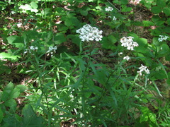 Achillea biserrata
