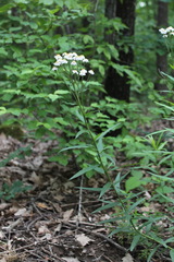 Achillea biserrata