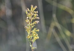 Solidago gillmanii