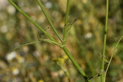 Leiotulus aureus
