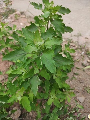 Chenopodium ficifolium