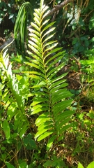 Telmatoblechnum serrulatum