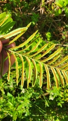 Telmatoblechnum serrulatum