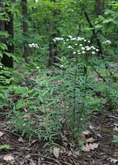 Achillea biserrata