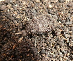 Myrmeleon formicarius