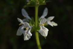 Stachys spinulosa