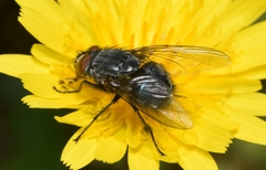 Calliphora