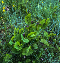 Aristolochia rotunda