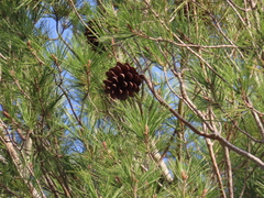 Pinus halepensis