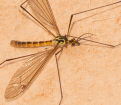 Nephrotoma submaculosa