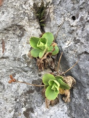 Primula auricula