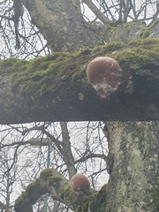 Phellinus tremulae
