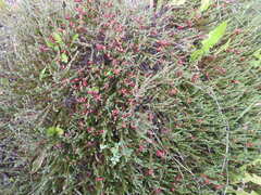 Empetrum rubrum