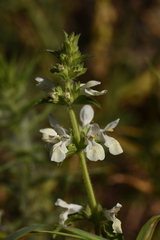 Stachys spinulosa