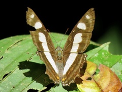 Metamorpha elissa