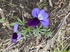 Viola pedata