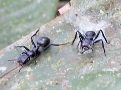 Cephalotes atratus