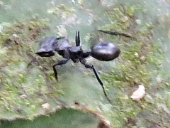 Cephalotes atratus
