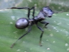Cephalotes atratus