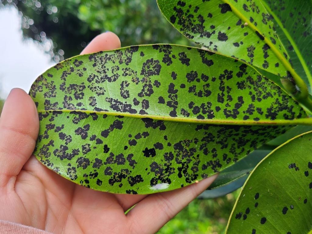 Mammea americana; photograph (c) ritirene, some rights reserved (CC BY)
