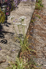 Allium subhirsutum