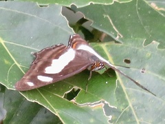 Metamorpha elissa