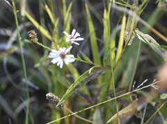 Symphyotrichum lanceolatum lanceolatum