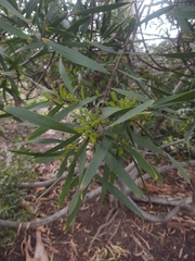 Acacia