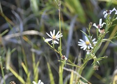 Symphyotrichum lanceolatum lanceolatum