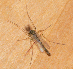 Chironomus plumosus