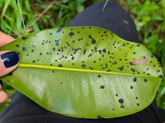 Mammea americana
