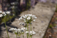 Allium subhirsutum
