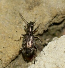 Asaphidion