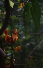 Thunbergia mysorensis