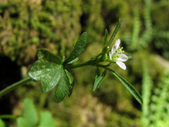 Cardamine plumieri