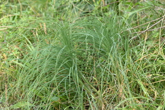 Asphodeline liburnica