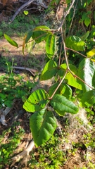 Toxicodendron radicans