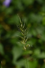 Anthoxanthum gracile